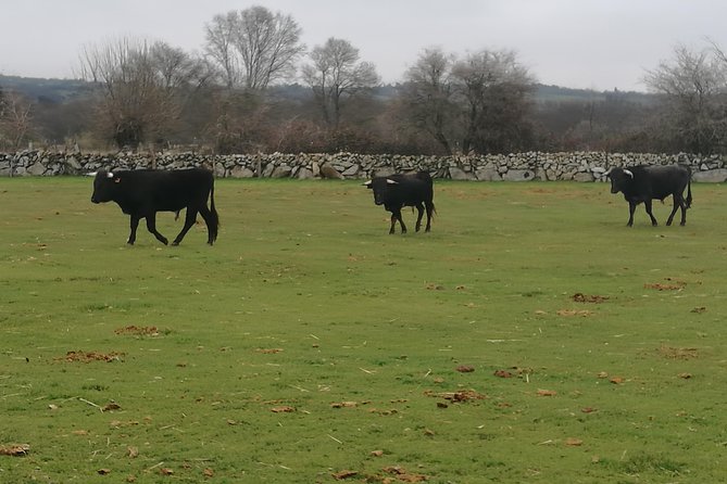 Bull Breeding Farm: Guided Half-Day Tour From Seville - Tradition and Culture of Bullfighting