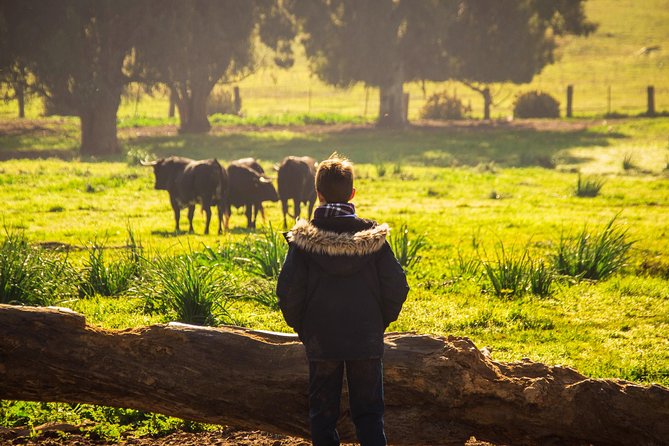 Bull Breeding Farm: Guided Half-Day Tour From Seville - Aperitif in the Countryside