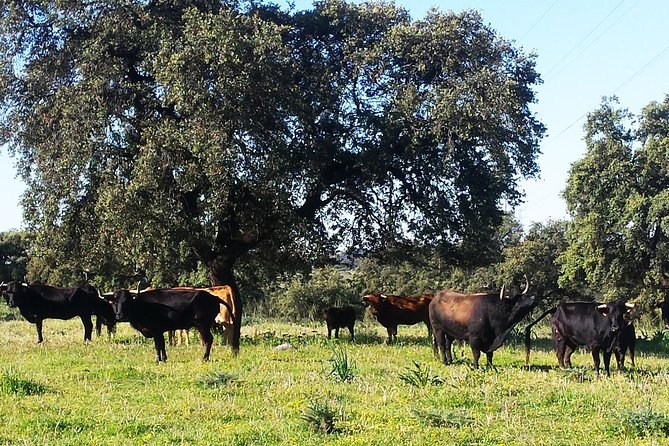 Bull Breeding Farm: Guided Half-Day Tour From Seville - Traveler Reviews and Ratings