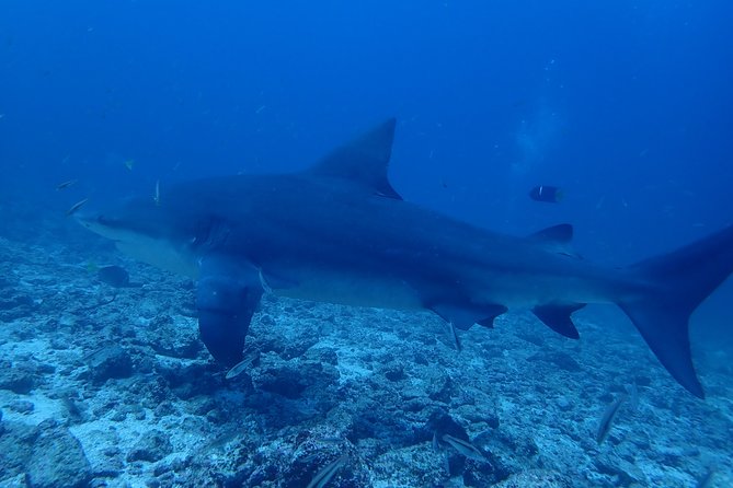 Bull Shark Experience - Certification Requirements and Inclusions