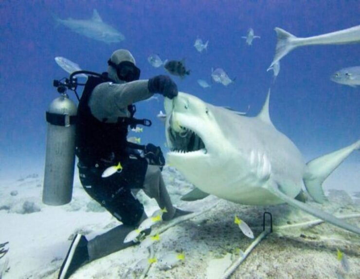 Bull Shark Feeding - Good To Know