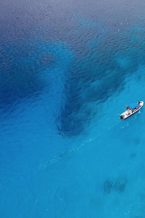 Bull Shark Feeding - Good To Know