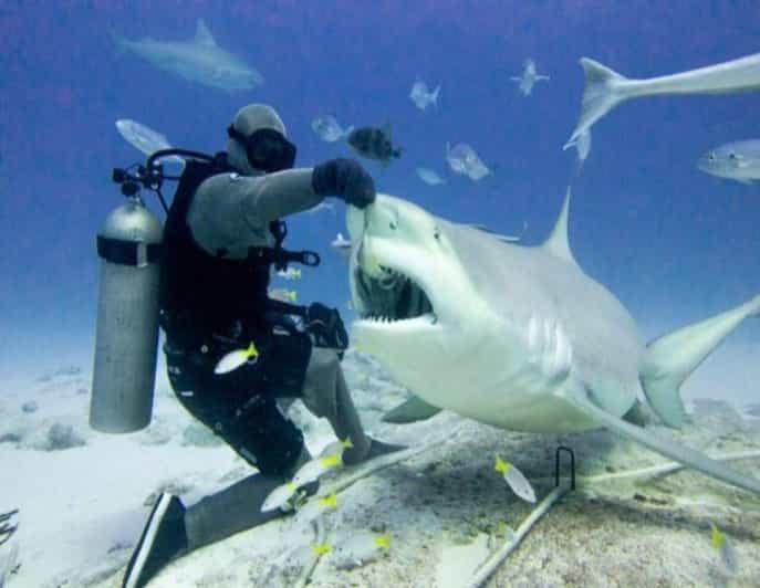 Bull Shark Feeding - Diving Experience Details