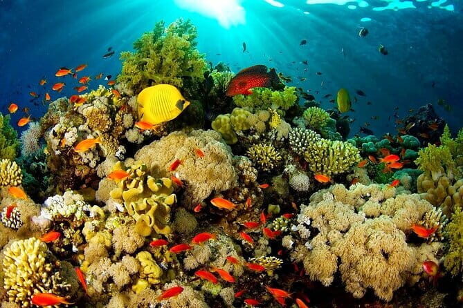Bunaken Island three-point snorkeling includes lunch and shuttle - Transport and Equipment: Comfort and Convenience