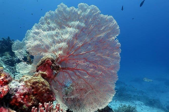 Bunaken Island three-point snorkeling includes lunch and shuttle - Authentic Marine Encounters and Notable Highlights