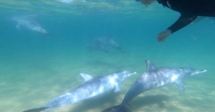 Bunbury: Swim With Dolphins Tour - Tour Duration and Availability