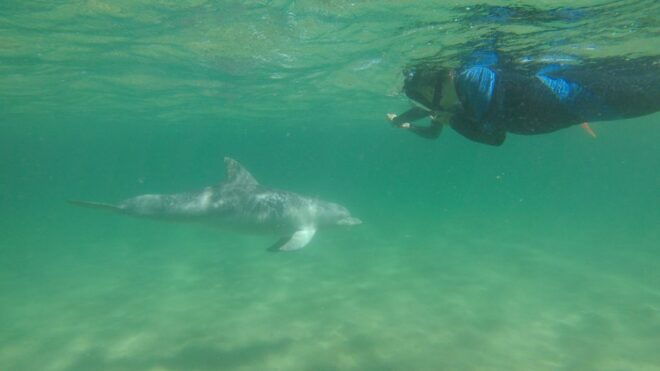 Bunbury: Swim With Dolphins Tour - Experience Highlights