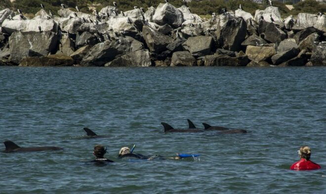 Bunbury: Swim With Dolphins Tour - Inclusions and Provided Equipment