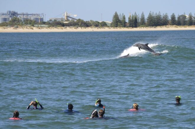 Bunbury: Swim With Dolphins Tour - Select Participants and Date