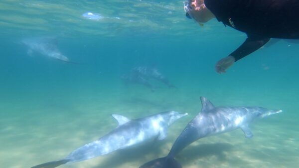 Bunbury: Swim With Dolphins Tour - Customer Reviews