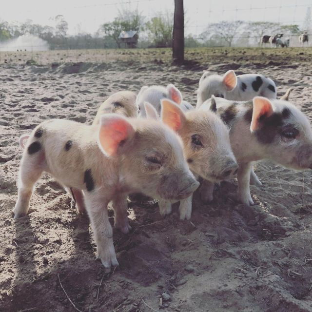 Bundaberg: Family-Friendly Entry Ticket to Splitters Farm - Ticket Details
