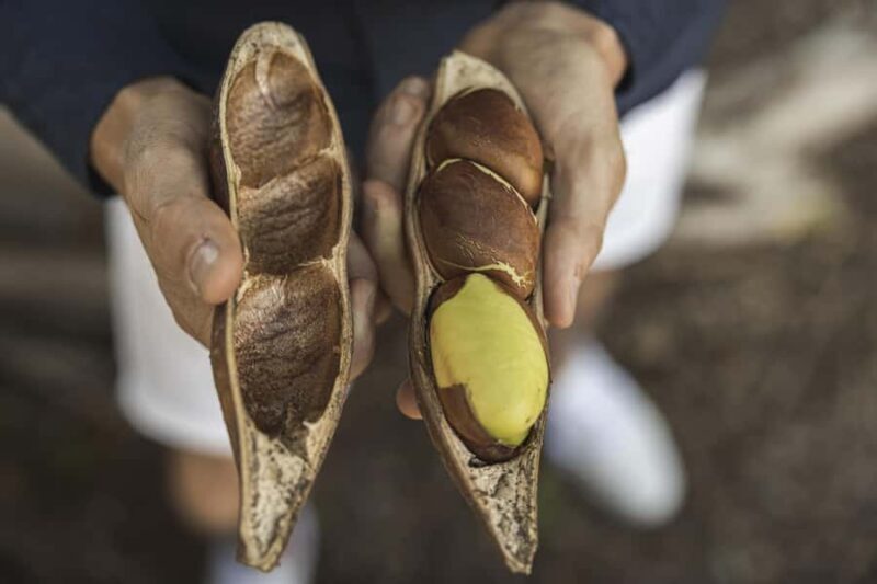 Bundaberg: Half Day Indigenous Experience with Morning Tea - Good To Know