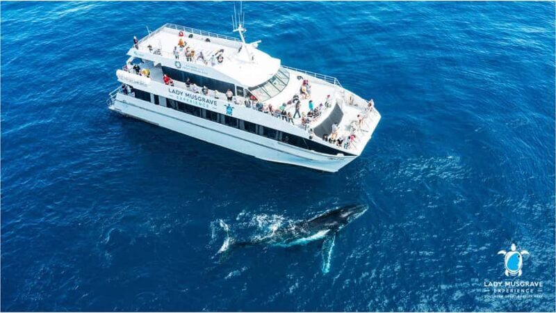 Bundaberg: Whale Watching Sightseeing Cruise with Lunch - Good To Know