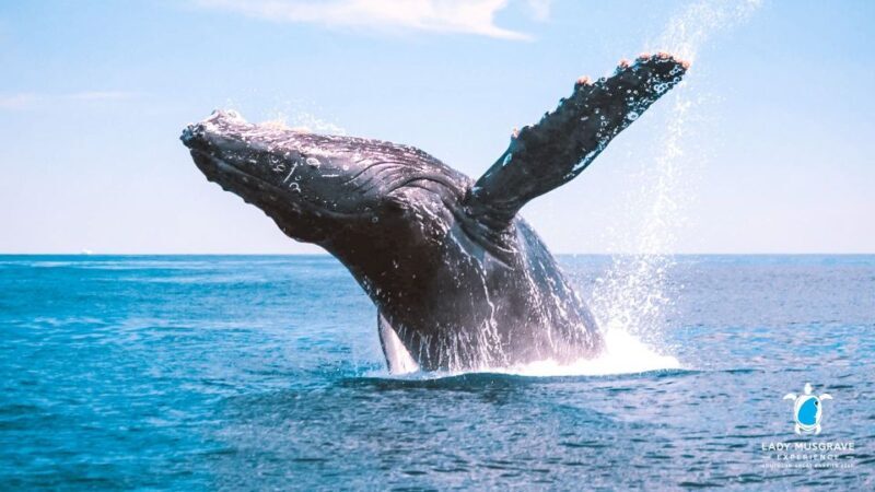 Bundaberg: Whale Watching Sightseeing Cruise with Lunch - Who Will Love This Tour?