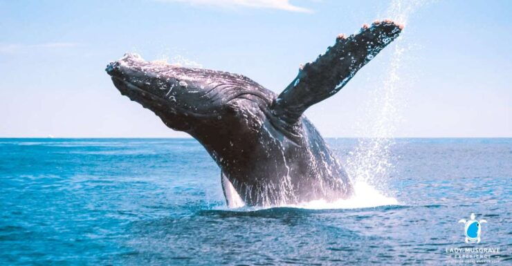 Bundaberg: Whale Watching Tour With Lunch - Booking Details