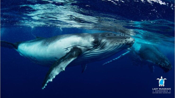 Bundaberg: Whale Watching Tour With Lunch - Experience Highlights