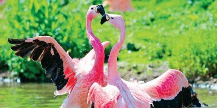 Bundala: Full Day Safari With Picnic Lunch From Hambantota! - Booking Details