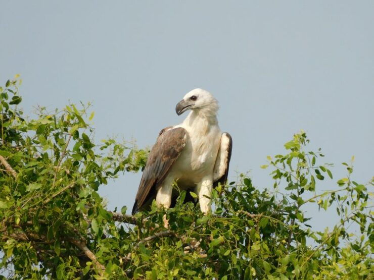 Bundala Half Day Safari Tour (Morning & Afternoon) - Tour Details