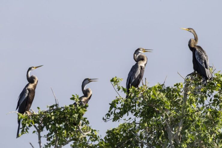Bundala National Park: 3-Hour Morning or Evening Safari - Ticket Details and Booking Information