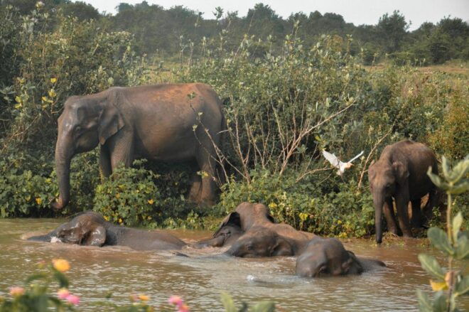 Bundala National Park: 3-Hour Morning or Evening Safari - Safari Highlights