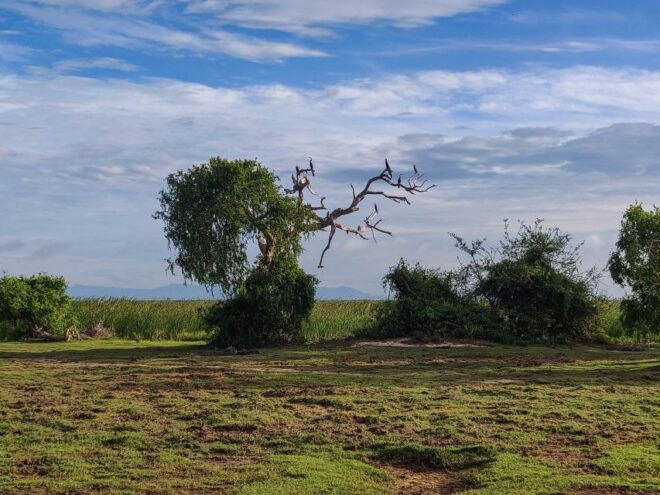 Bundala National Park: 3-Hour Morning or Evening Safari - Inclusions and Restrictions