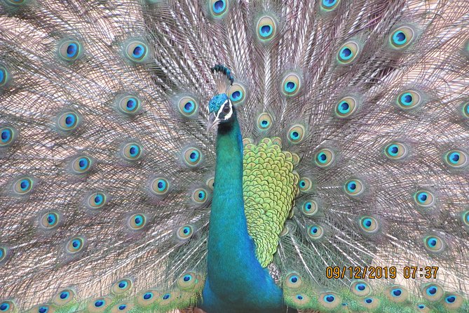 Bundala National Park 5 Hours Safari PRIVATE TOURS - 2 Sessions - Availability