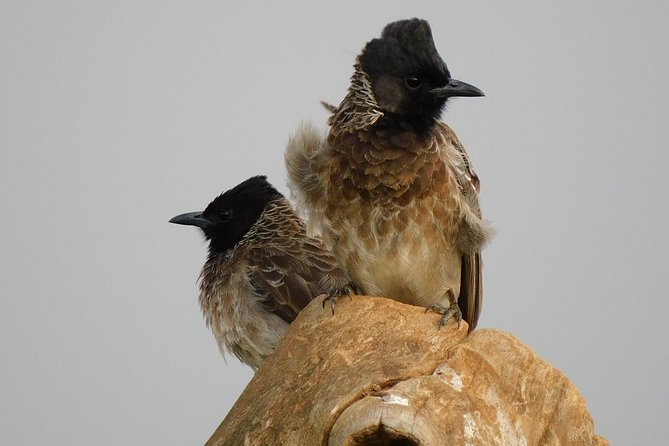 Bundala National Park 5 Hours Safari PRIVATE TOURS - 2 Sessions - Common Questions