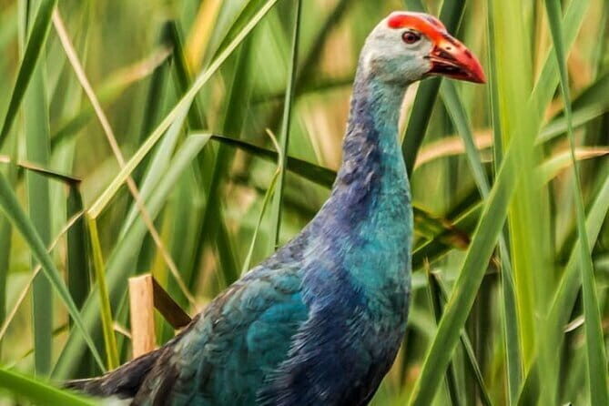 Bundala National Park by Ajith Safari - Wildlife and Experience