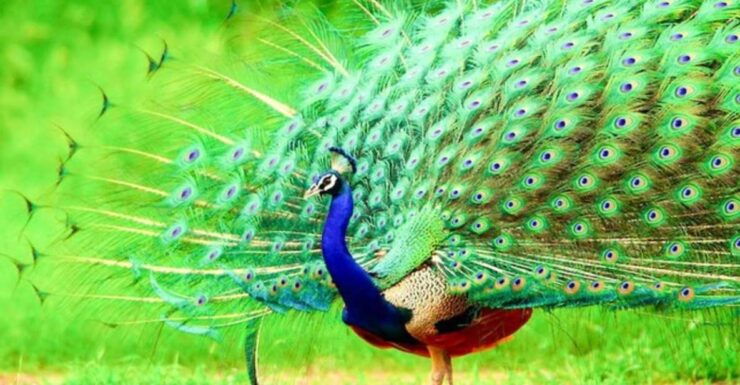 Bundala National Park: Half Day Safari From Hambantota - Booking Details