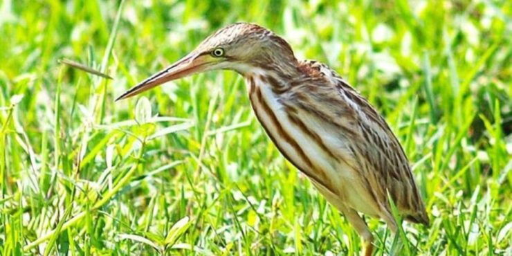 Bundala National Park: Half Day Safari From Hambantota - Experience Highlights