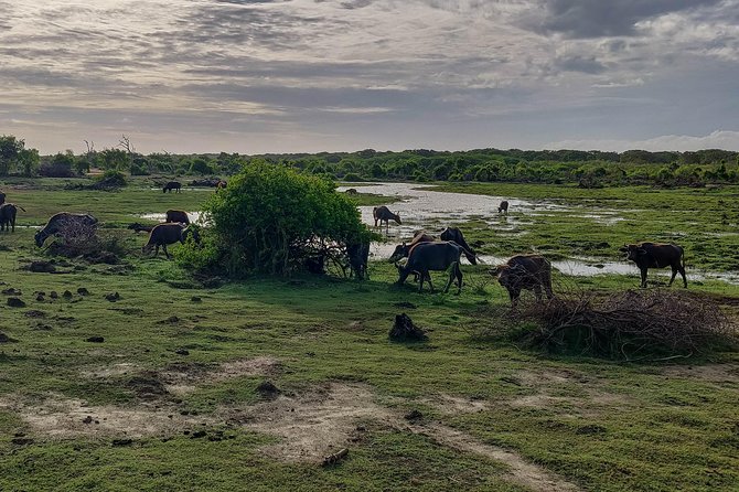 Bundala National Park Private Safari - Inclusions