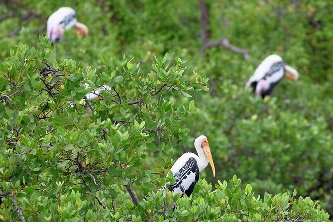 Bundala National Park Private Safari - Booking Procedures and Platforms