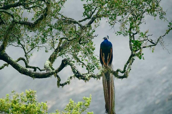 Bundala National Park Safari - Additional Information