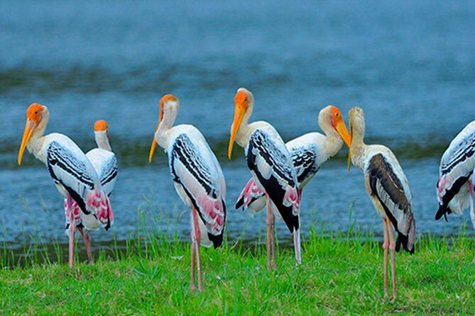 Bundala National Park Safari from Dikwella - Final Thoughts: Is This Tour Worth It?