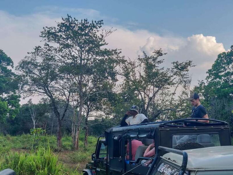 Bundala National Park Safari from Hikkaduwa - An In-Depth Look at the Safari Experience