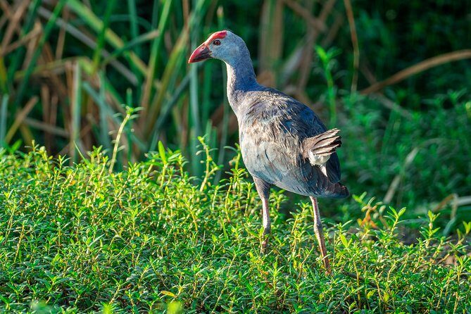 Bundala National Park Safari from Tangalle - Good To Know