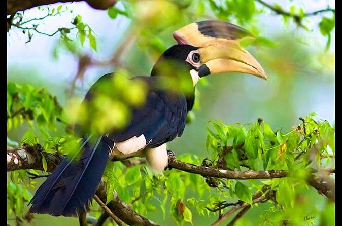 Bundala National Park Safari from Tangalle - The Sum Up: Who Is This Safari Best For?