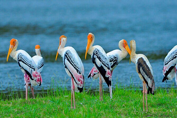 Bundala National Park Safari from Tangalle - A Closer Look at the Tour Itinerary