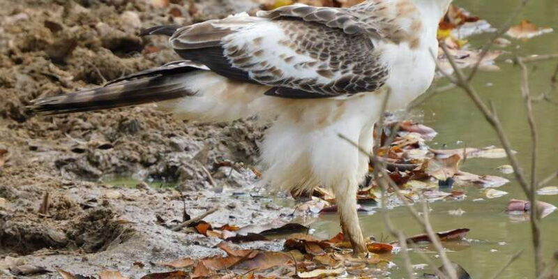 Bundala National Park Safari (PRIVATE TOURS) - Good To Know