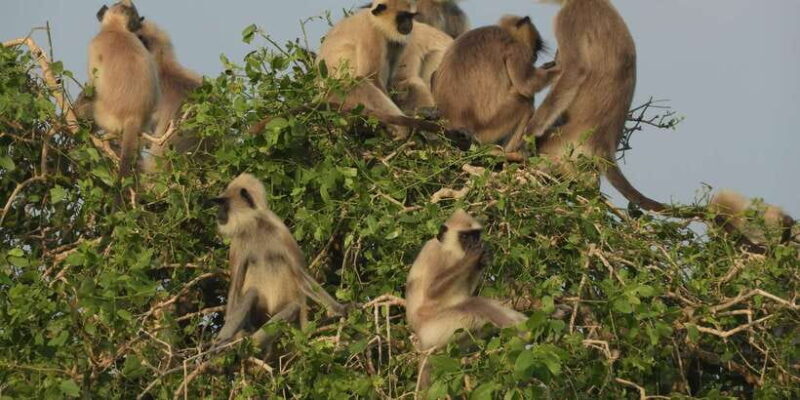 Bundala National Park Safari (PRIVATE TOURS) - A Deep Dive into the Bundala Safari Experience