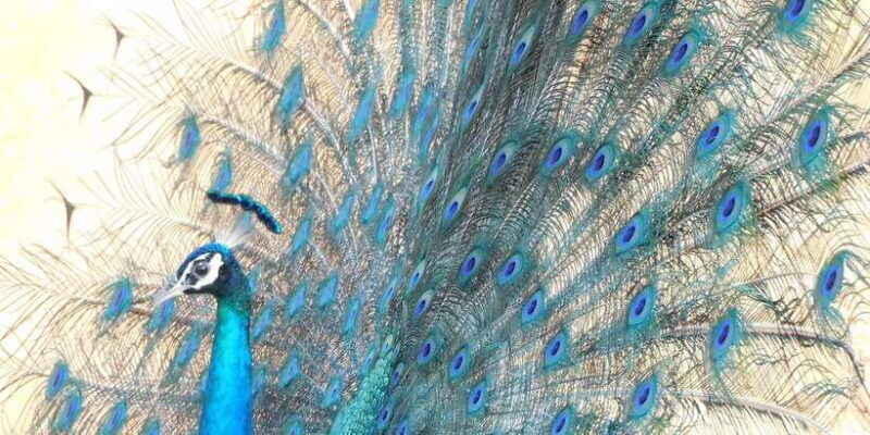 Bundala National Park Safari (PRIVATE TOURS) - The Sum Up