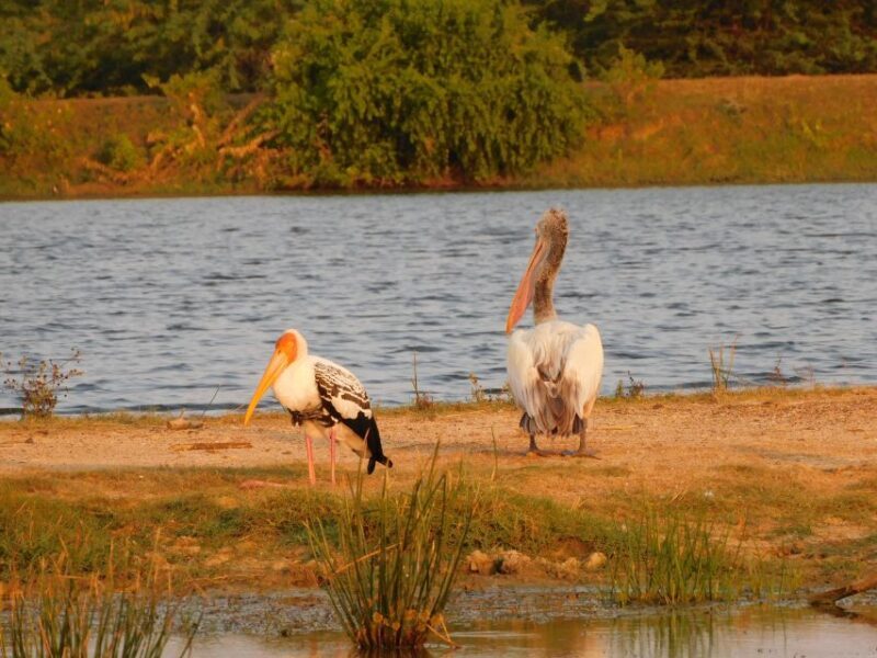 Bundala National Park Safari (PRIVATE TOURS) - Frequently Asked Questions