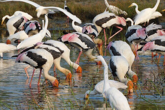 Bundala National Park : Safari Tour with Entrance tickets & Jeep - What Makes the Tour Stand Out?