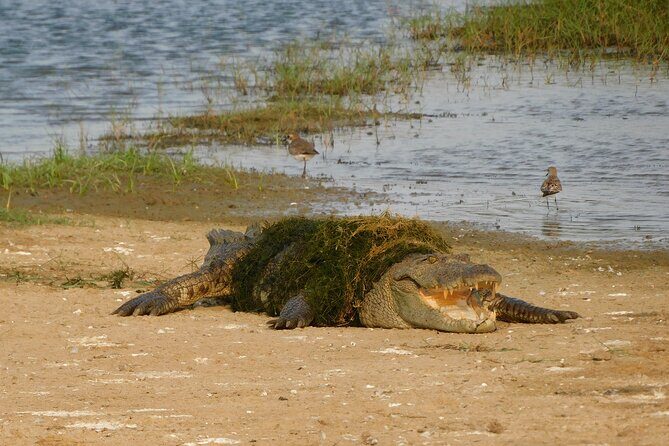 Bundala National Park : Safari Tour with Entrance tickets & Jeep - Comfort and Convenience