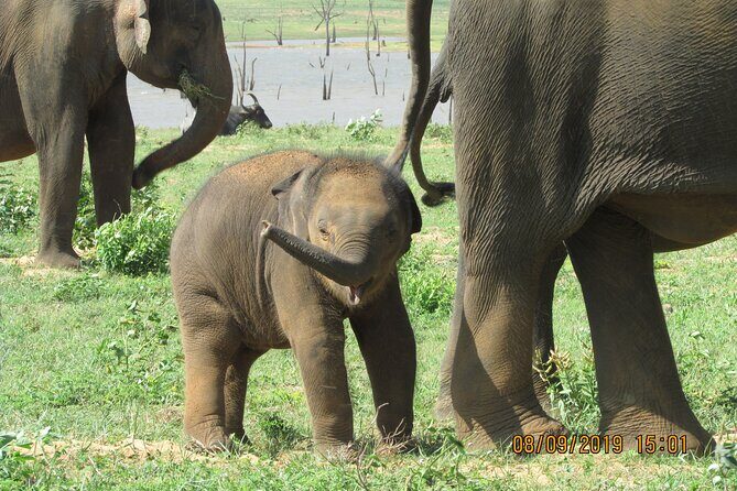 Bundala National Park : Safari Tour with Entrance tickets & Jeep - Exploring Bundala National Park: A Wildlife Safari You’ll Love