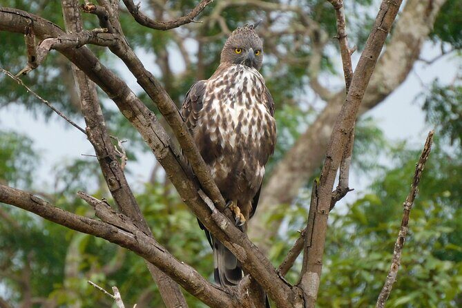 Bundala National Park : Safari Tour with Entrance tickets & Jeep - Why This Safari Stands Out