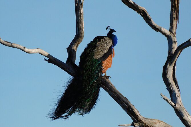 Bundala National Park : Safari Tour with Entrance tickets & Jeep - What You Can Expect From the Wildlife and Scenery