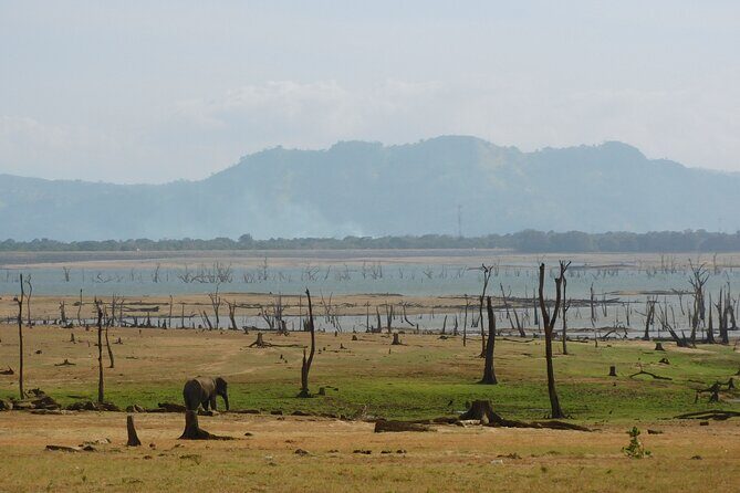 Bundala National Park : Safari Tour with Entrance tickets & Jeep - The Practical Side: Pricing and Booking