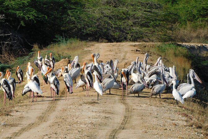 Bundala National Park : Safari Tour with Entrance tickets & Jeep - Who Will Love This Safari?