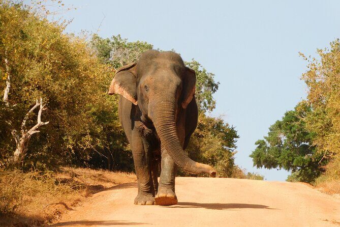 Bundala National Park : Safari Tour with Entrance tickets & Jeep - FAQs